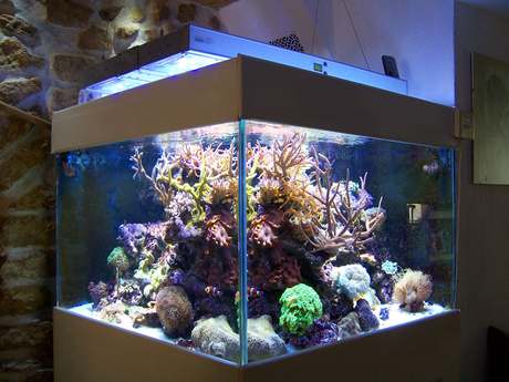intensite lumineuse necessaire pour un aquarium