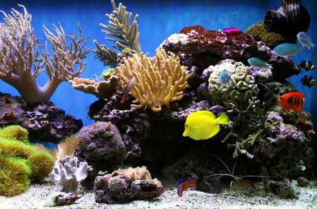 Rampe LED r�cifal