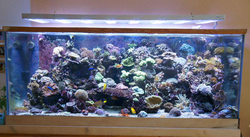 eclairage led aquarium pour 180cm marin eclairage aquarium led récifal  lumière